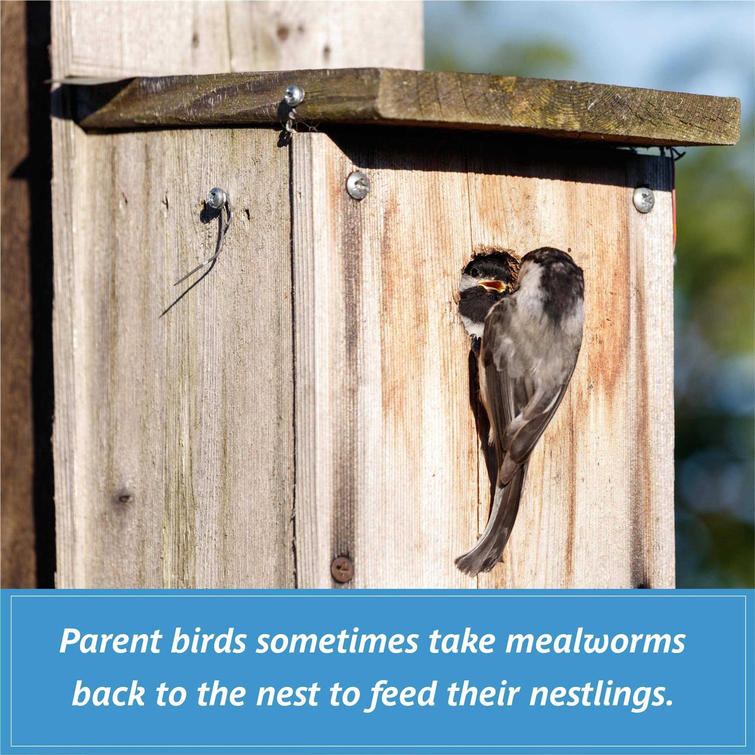 Pennington Mealworms Wild Bird Food - Image 4