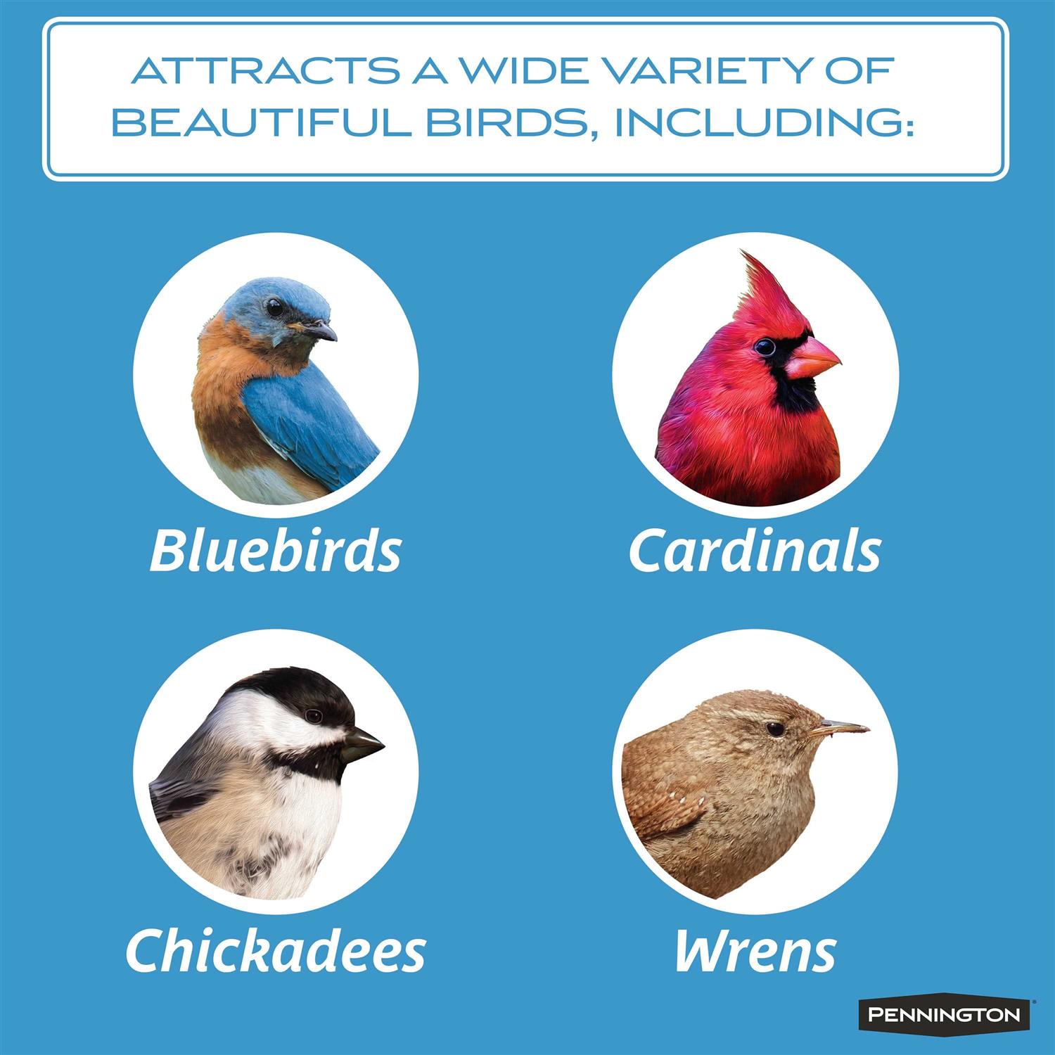 Pennington Mealworms Wild Bird Food - Image 5