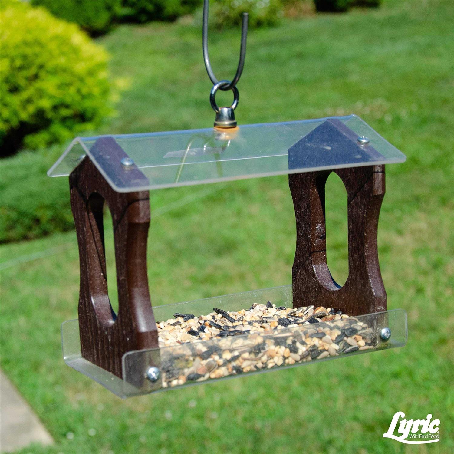 Lyric Chickadee Wild Bird - Image 5