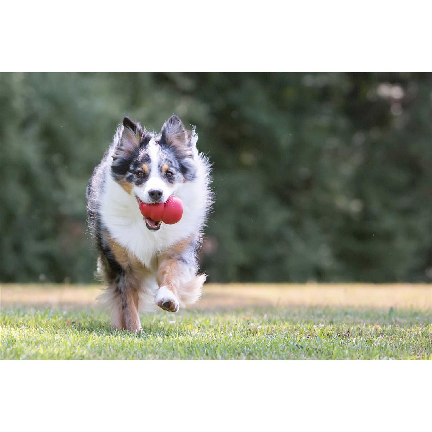 Classic KONG Dog Toy - Image 5