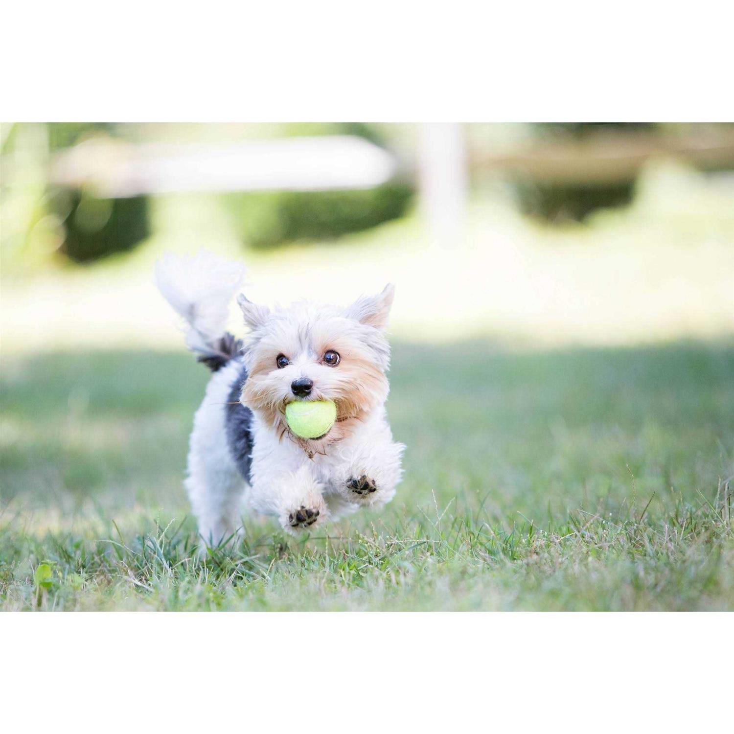 Kong Squeakair Tennis Balls - Image 3