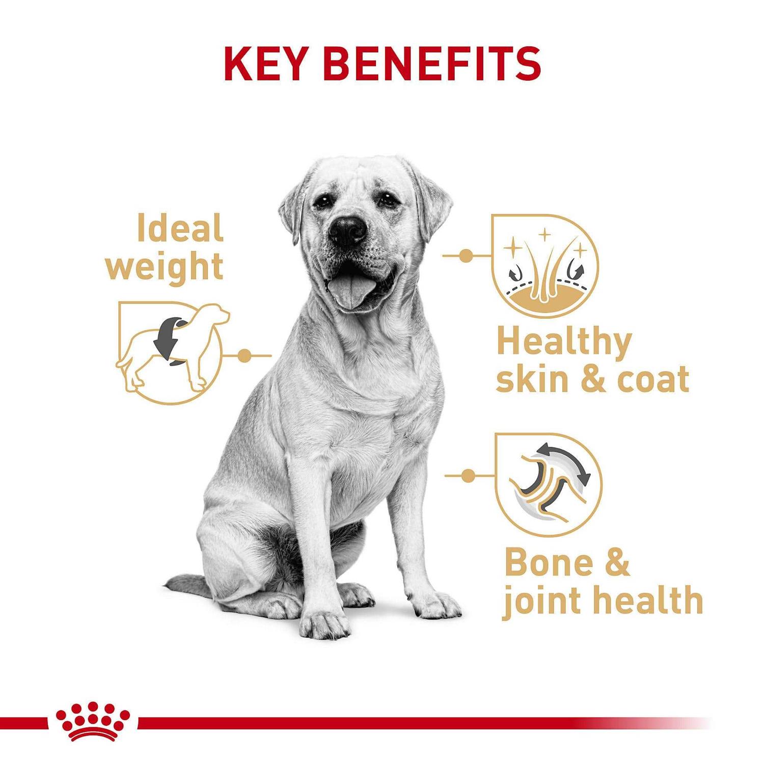 Royal Canin Breed Health Nutrition Labrador Retriever Adult Dry Dog Food - Image 4
