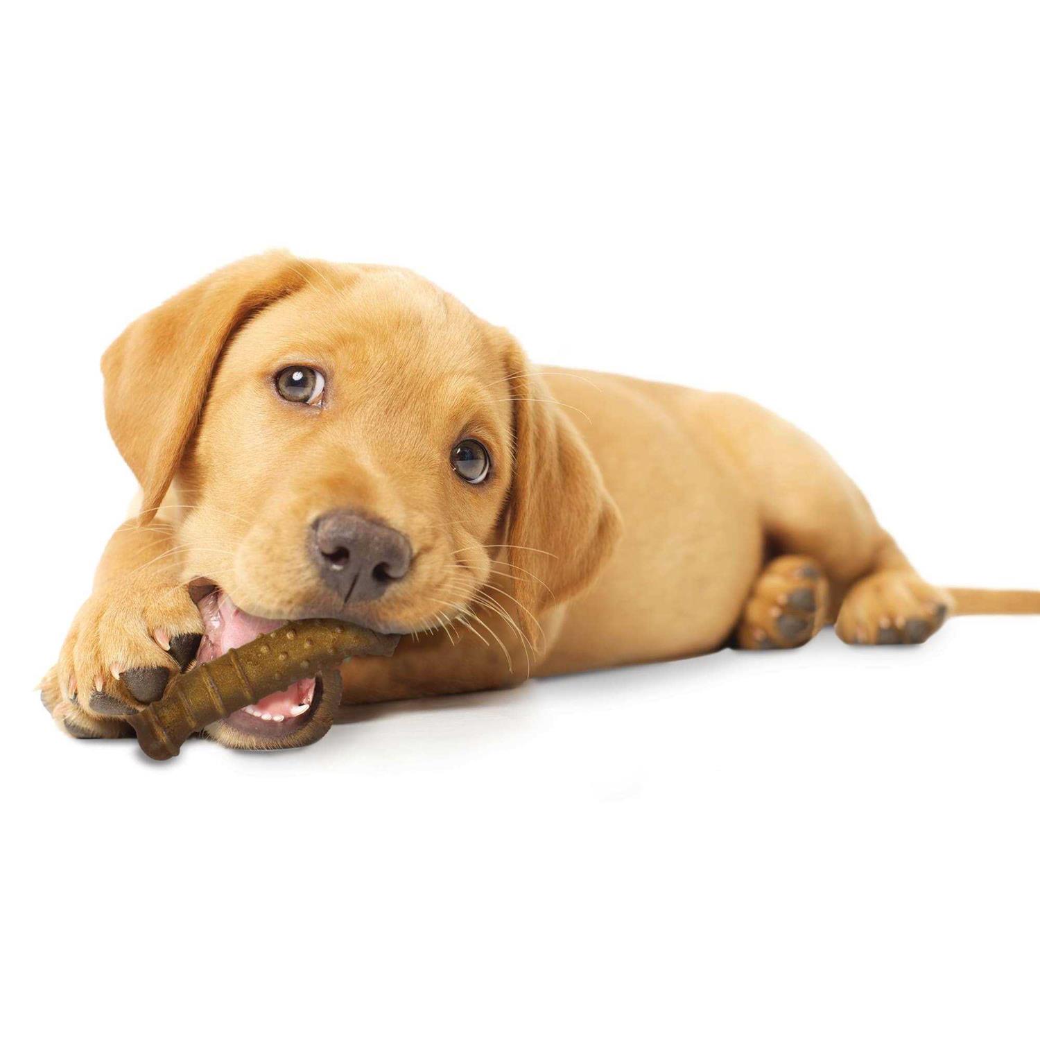 Nylabone Healthy Edibles Puppy Chew Treats - Image 4