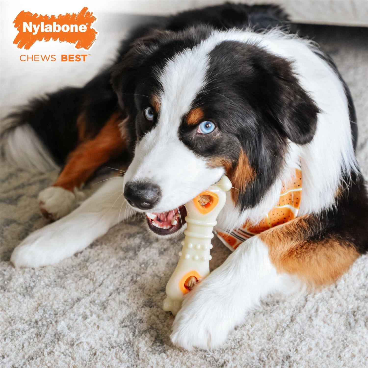 Nylabone Pop-In Dog Treat Refills - Image 3
