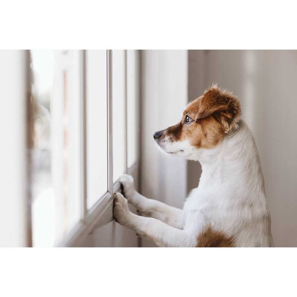 Dr. Marty Nature's Blend Healthy Growth Freeze Dried Raw Dog Food - Image 3