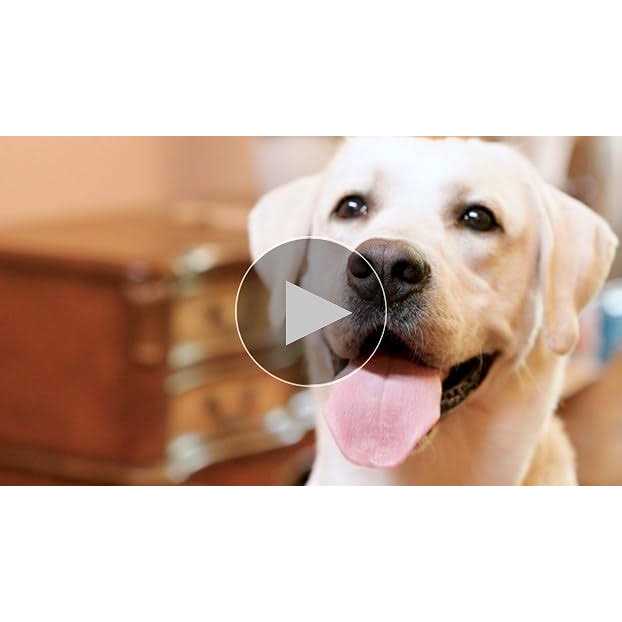 Honey Care All-Absorb A27 Male Dog Wrap - Image 3