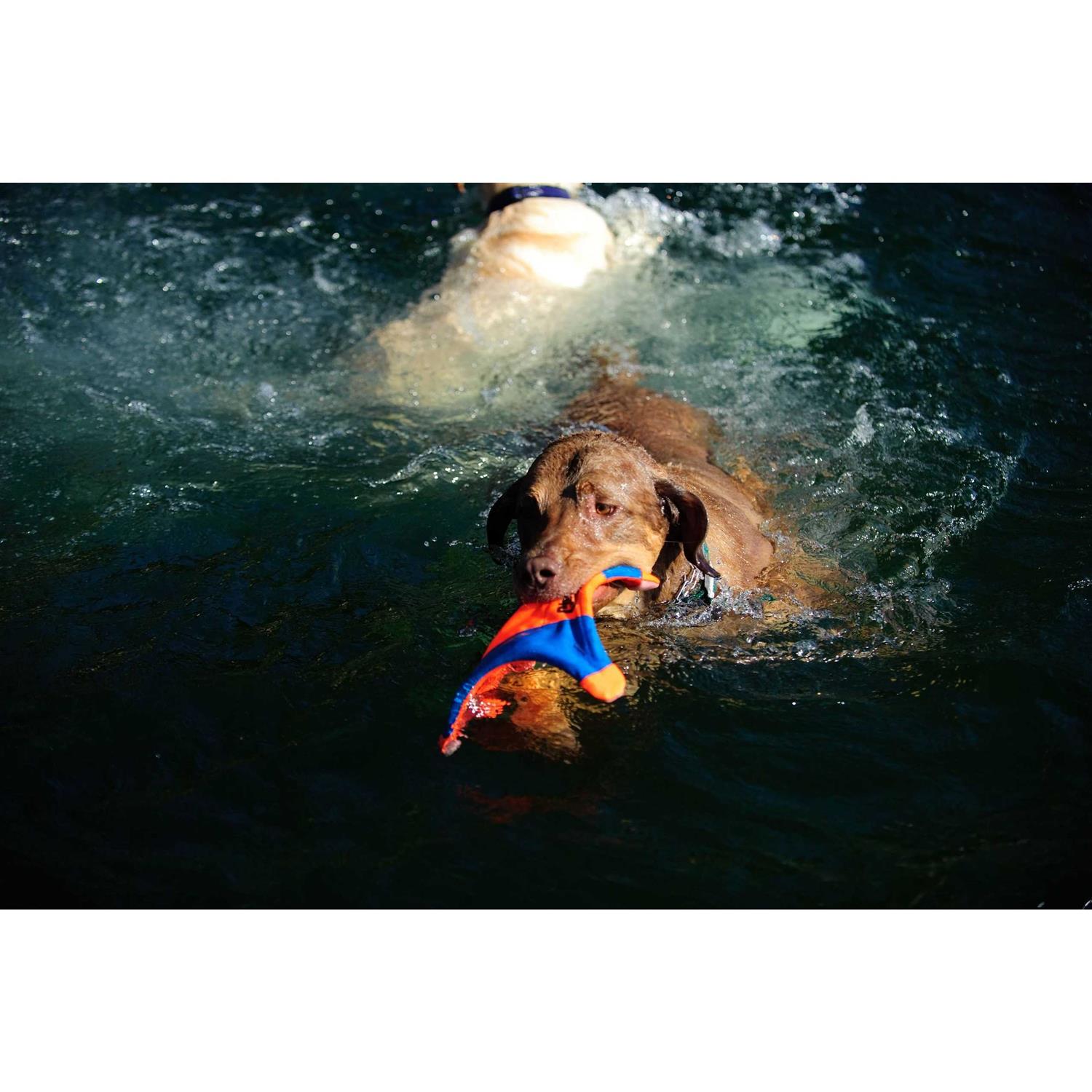 Chuckit! Flying Squirrel Toy - Image 3