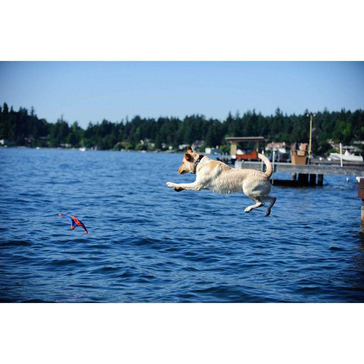 Chuckit! Flying Squirrel Toy - Image 4