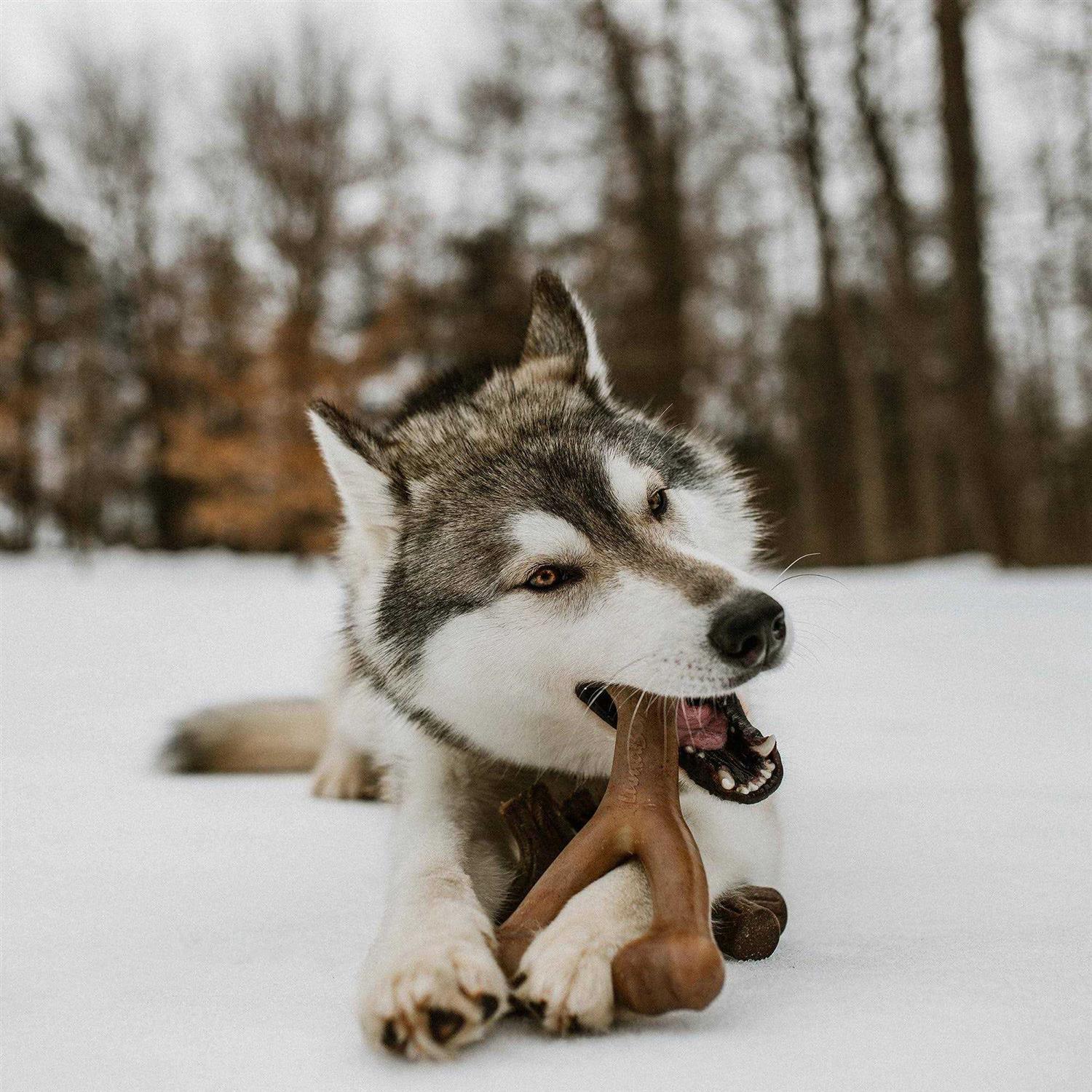 Lumabone Durable Dog Chew Toys - Image 3