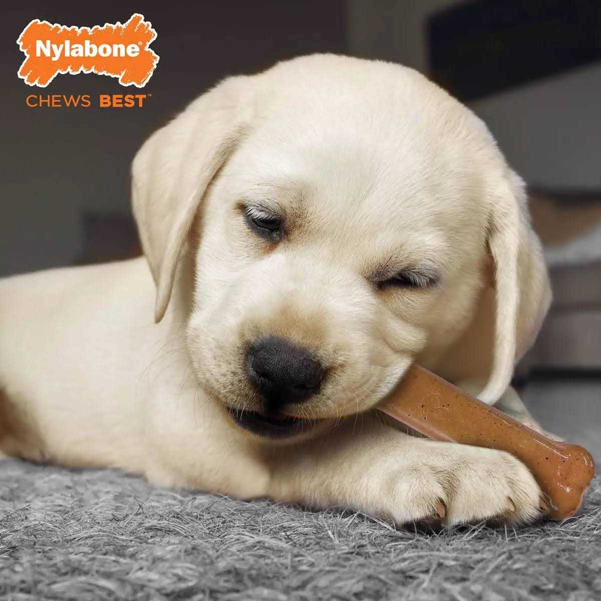 Nylabone Puppy Starter Kit - Image 3