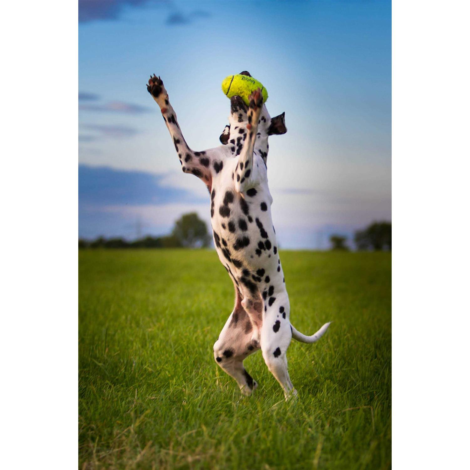 Kong Squeaker Football - Image 4