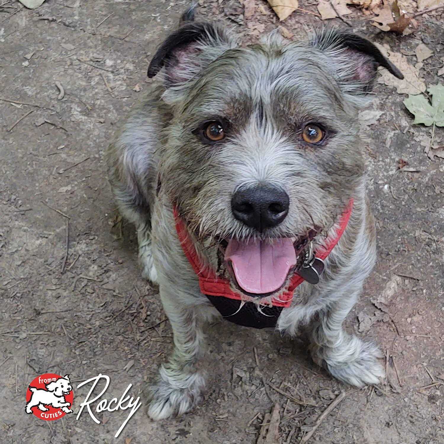 Fromm Four Star Duck A La Veg Dog Food - Image 4