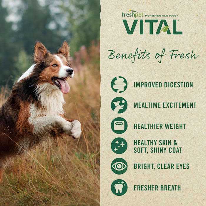 Freshpet Vital Complete Meals Grain-Free Chicken - Image 3