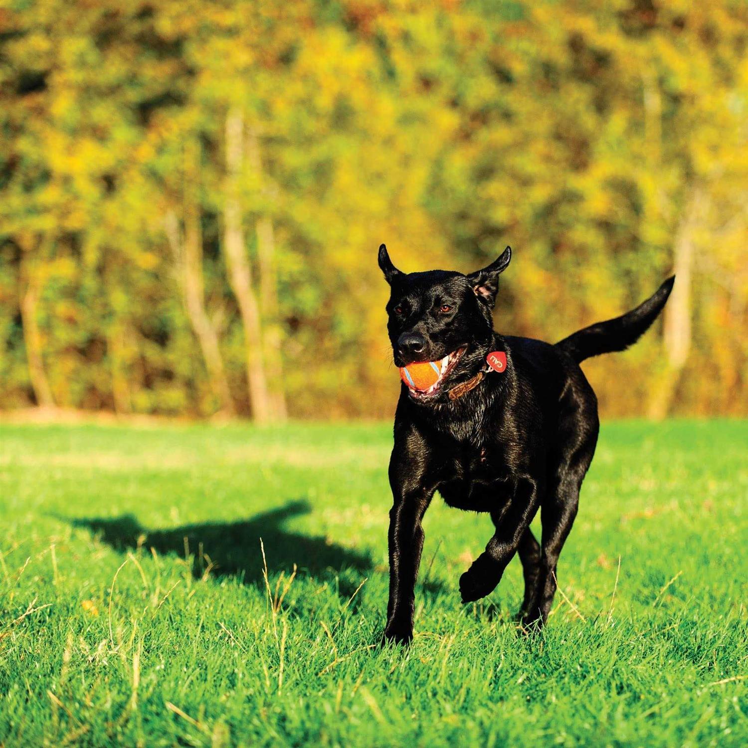 Chuckit! Tennis Ball - Image 3