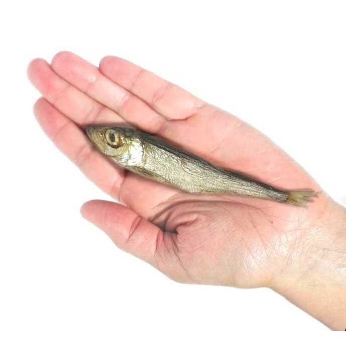 Plato Dog Baltic Herring - Image 3