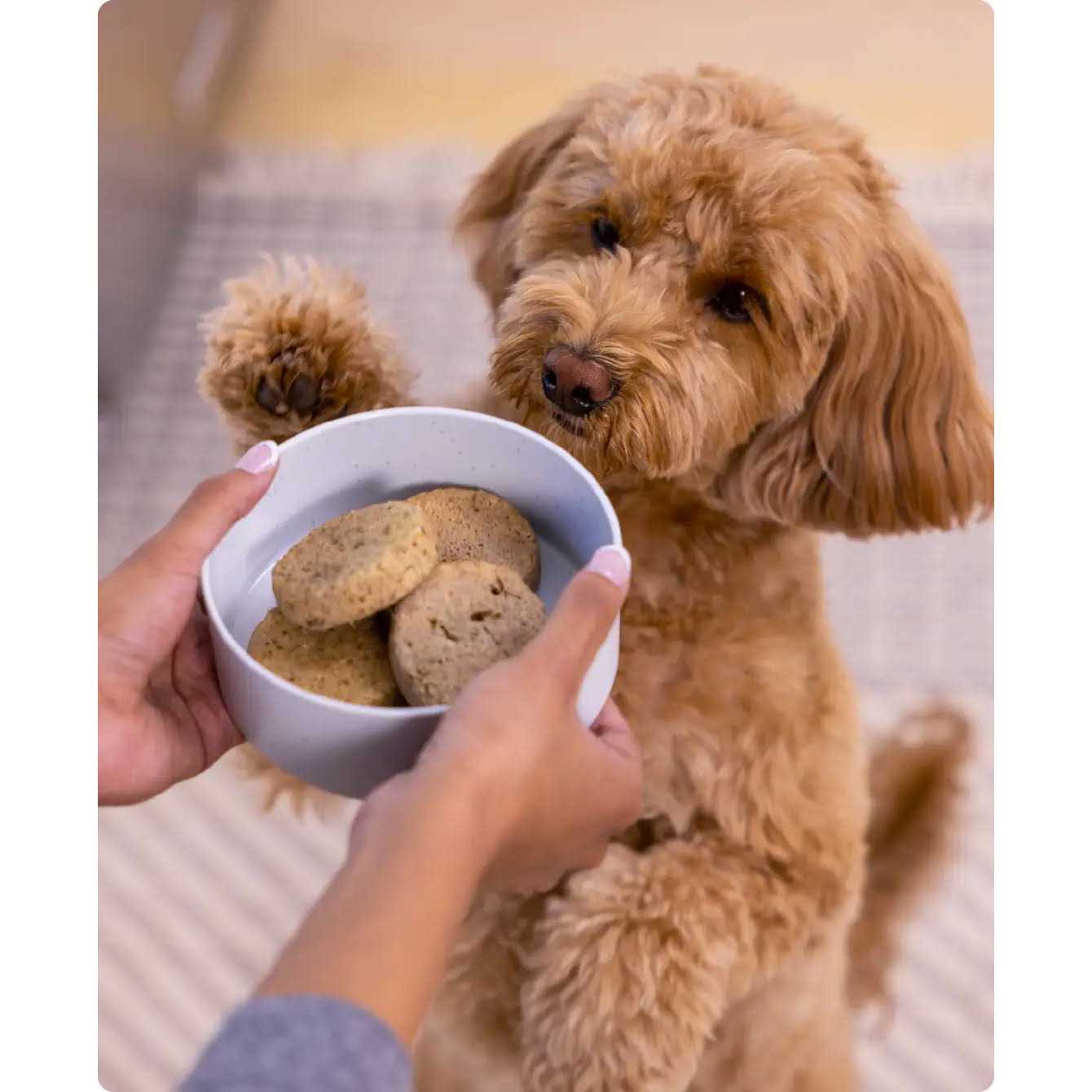 Open Farm Freeze Dried Raw Patties Dog Food - Image 5