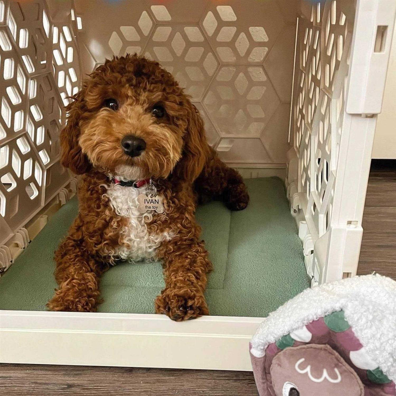 KindTail PAWD Cat and Dog Crate Pad - Image 3