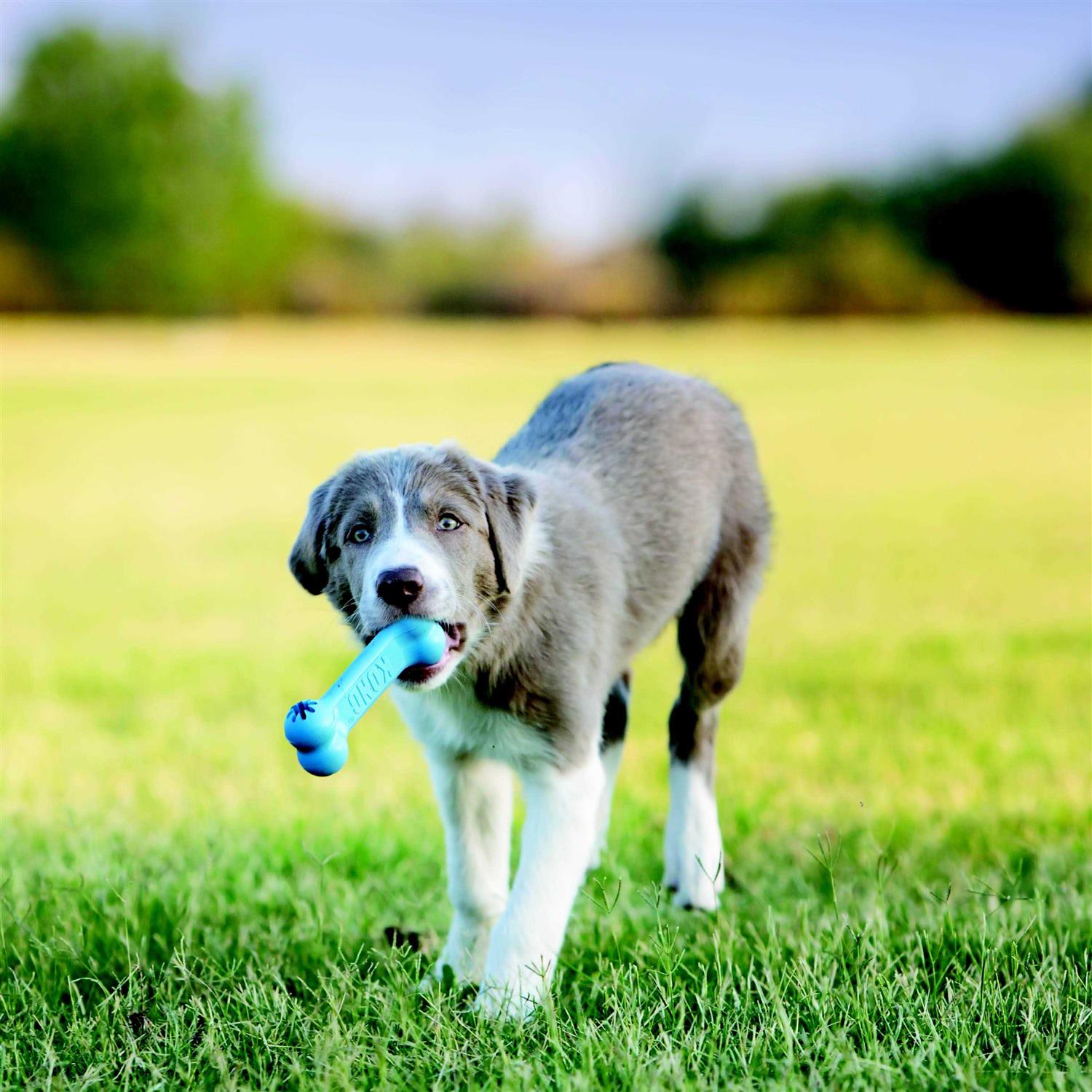 KONG Goodie Bone Puppy Toy - Image 3