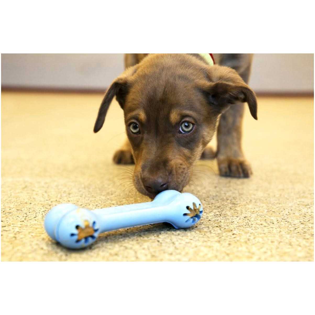 KONG Goodie Bone Puppy Toy - Image 4