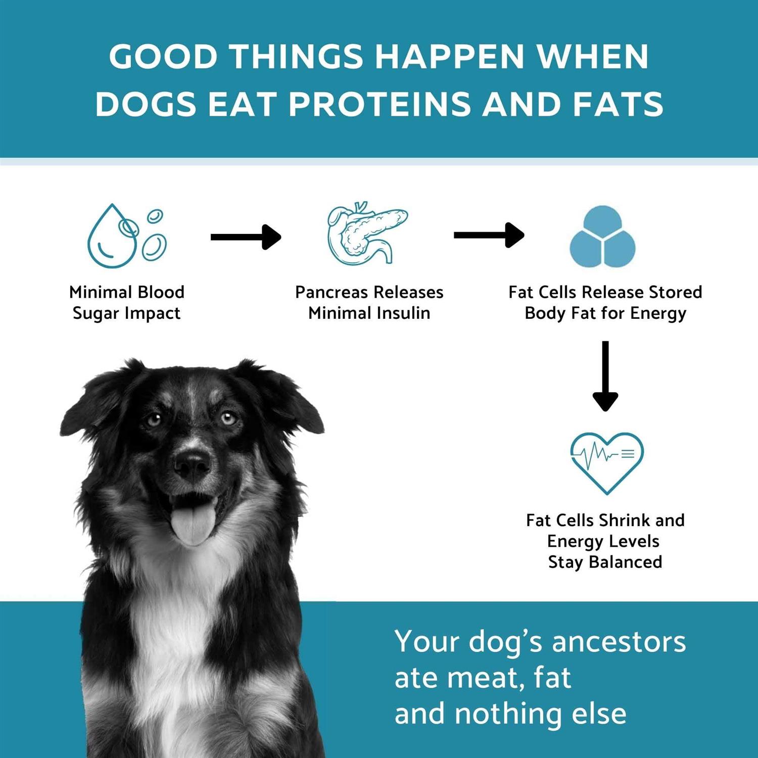 Ketona Salmon Recipe Adult Dry Dog Food Natural Low Carb High Protein - Image 4