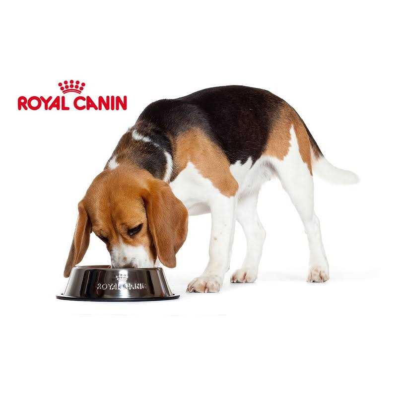 Royal Canin Breed Health Nutrition Yorkshire Terrier Adult Loaf In Sauce Dog Food - Image 4