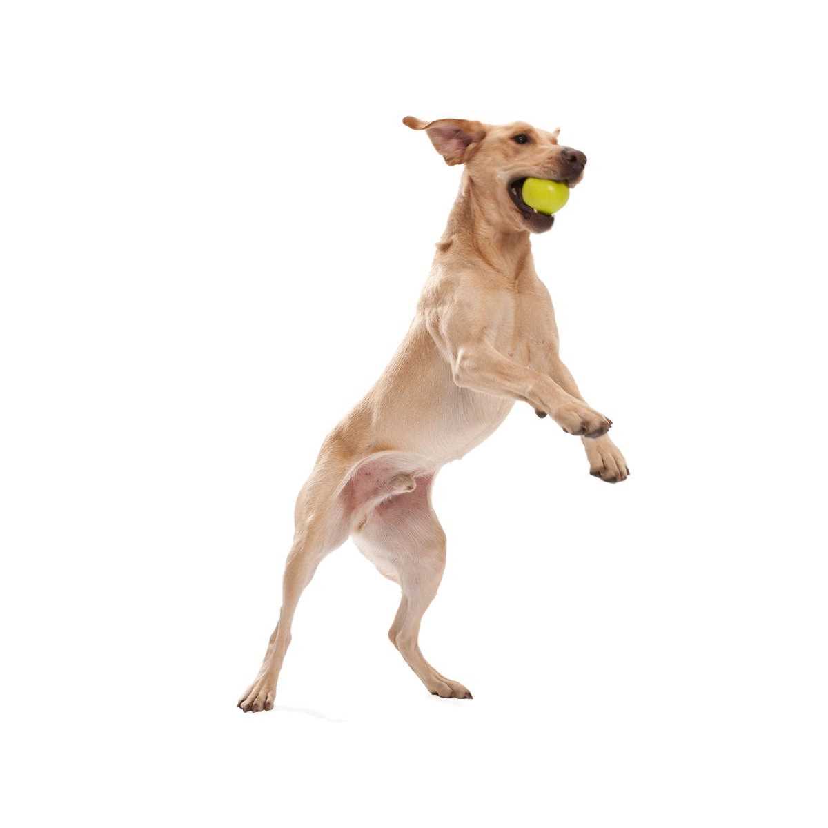 West Paw Jive Dog Toy - Image 5