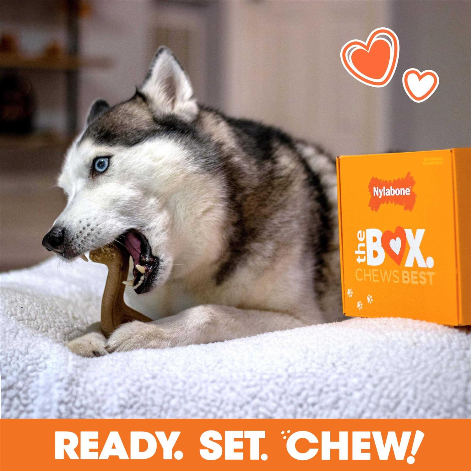 Nylabone The Box Chew Toy & Treat Gift Box Dogs - Image 3