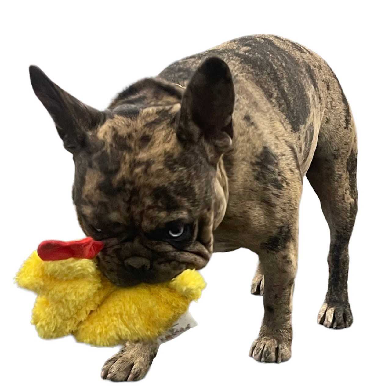 Piggy Poo and Crew Chicken and Egg Paper Crinkle Squeaker Toys - Image 2