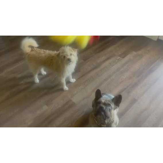 Piggy Poo and Crew Chicken and Egg Paper Crinkle Squeaker Toys - Image 4