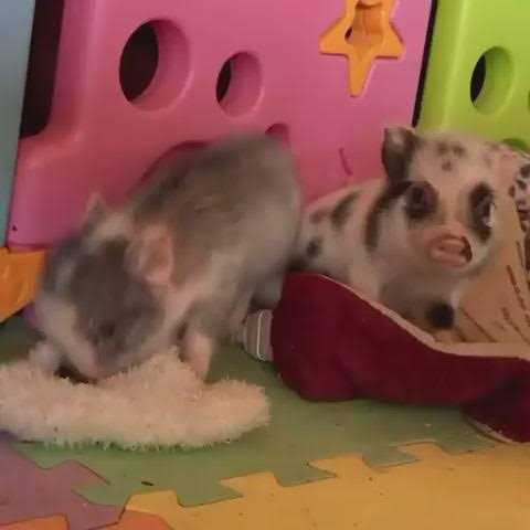 Piggy Poo and Crew Chicken and Egg Paper Crinkle Squeaker Toys - Image 5