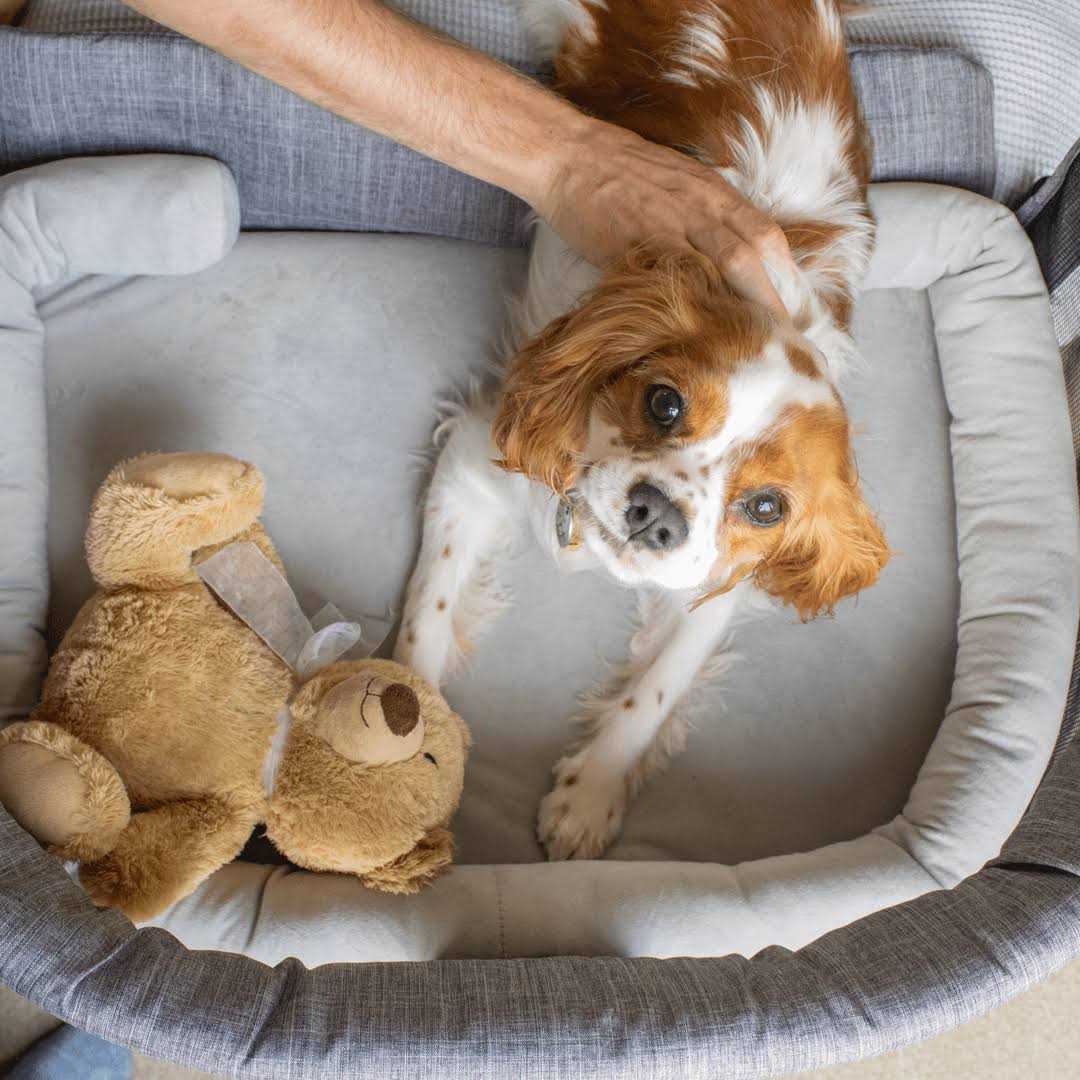 Furmates Close to Me Pet Bed Co-Sleeper - Image 4