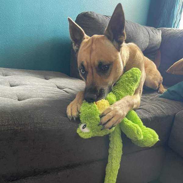 Multipet Dog Toy Swingin' Slevins - Image 3