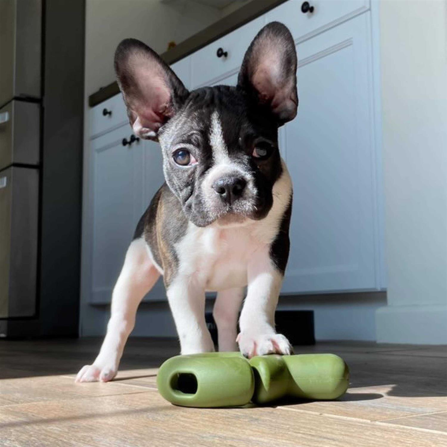 Fable Pets Falcon Dog Toy - Image 4