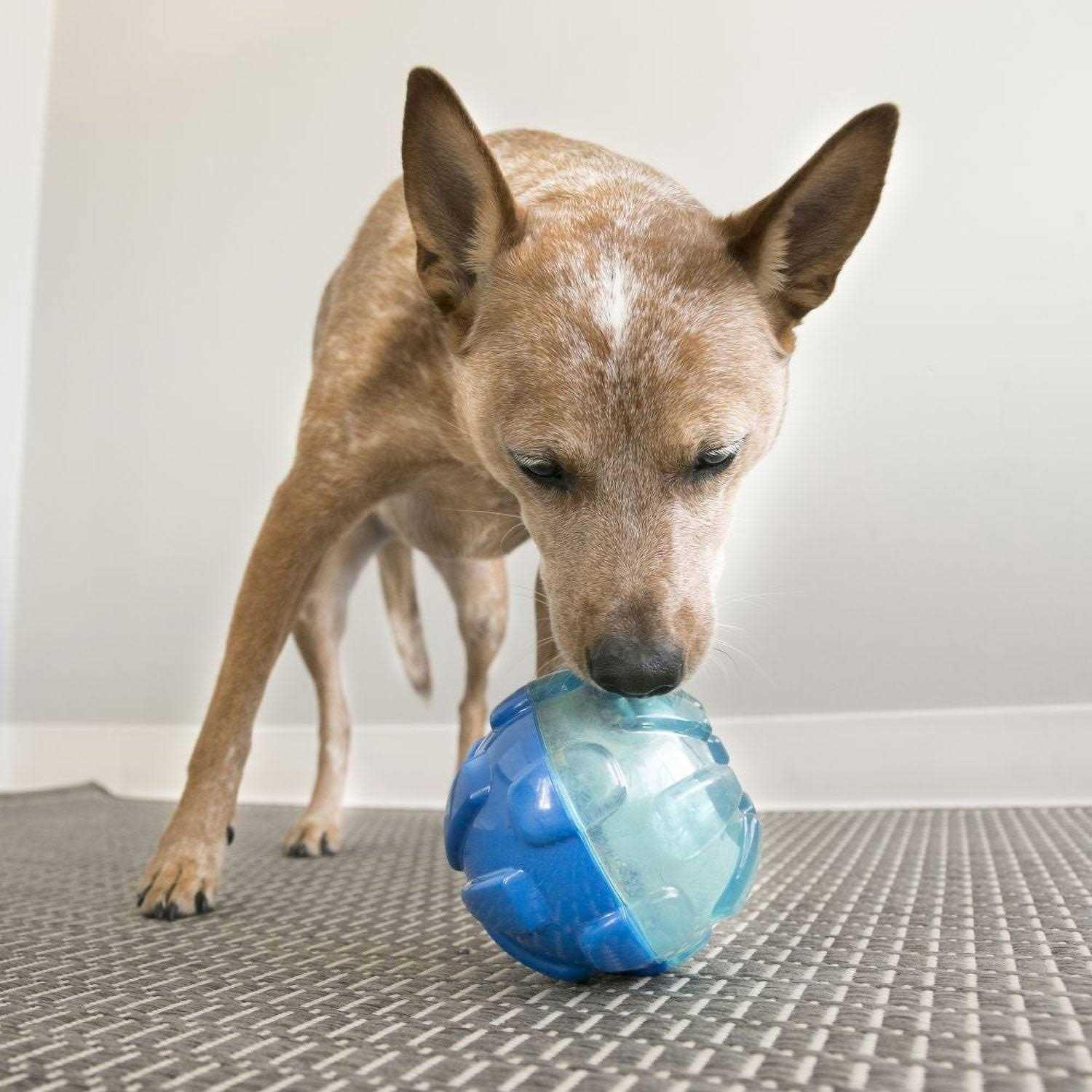 KONG Rewards Ball Dog Toy - Image 5