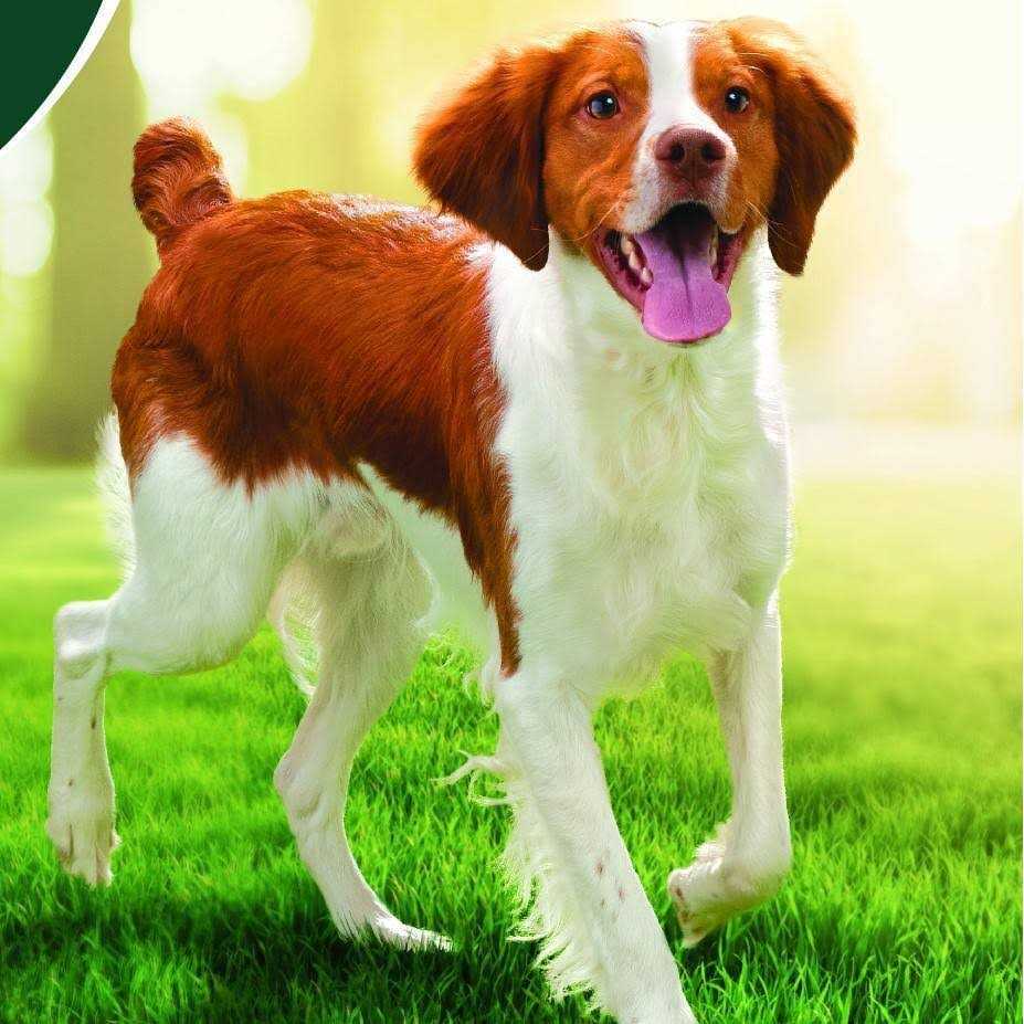 Iams Advanced Immune Health Chicken & Superfoods Adult Dry Dog Food - Image 3