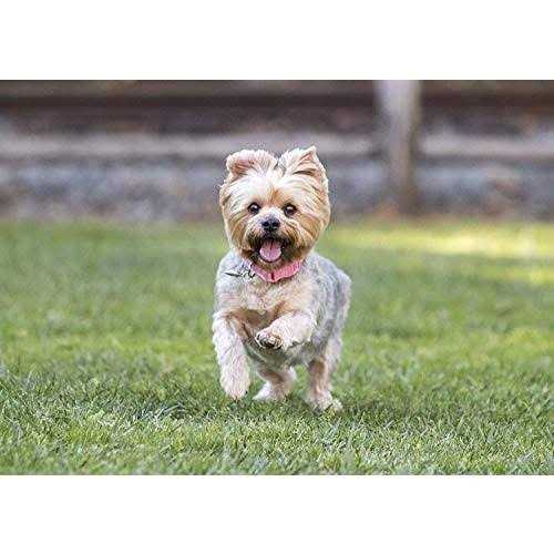 Nulo Frontrunner Small Breed Dry Dog Food Turkey - Image 5