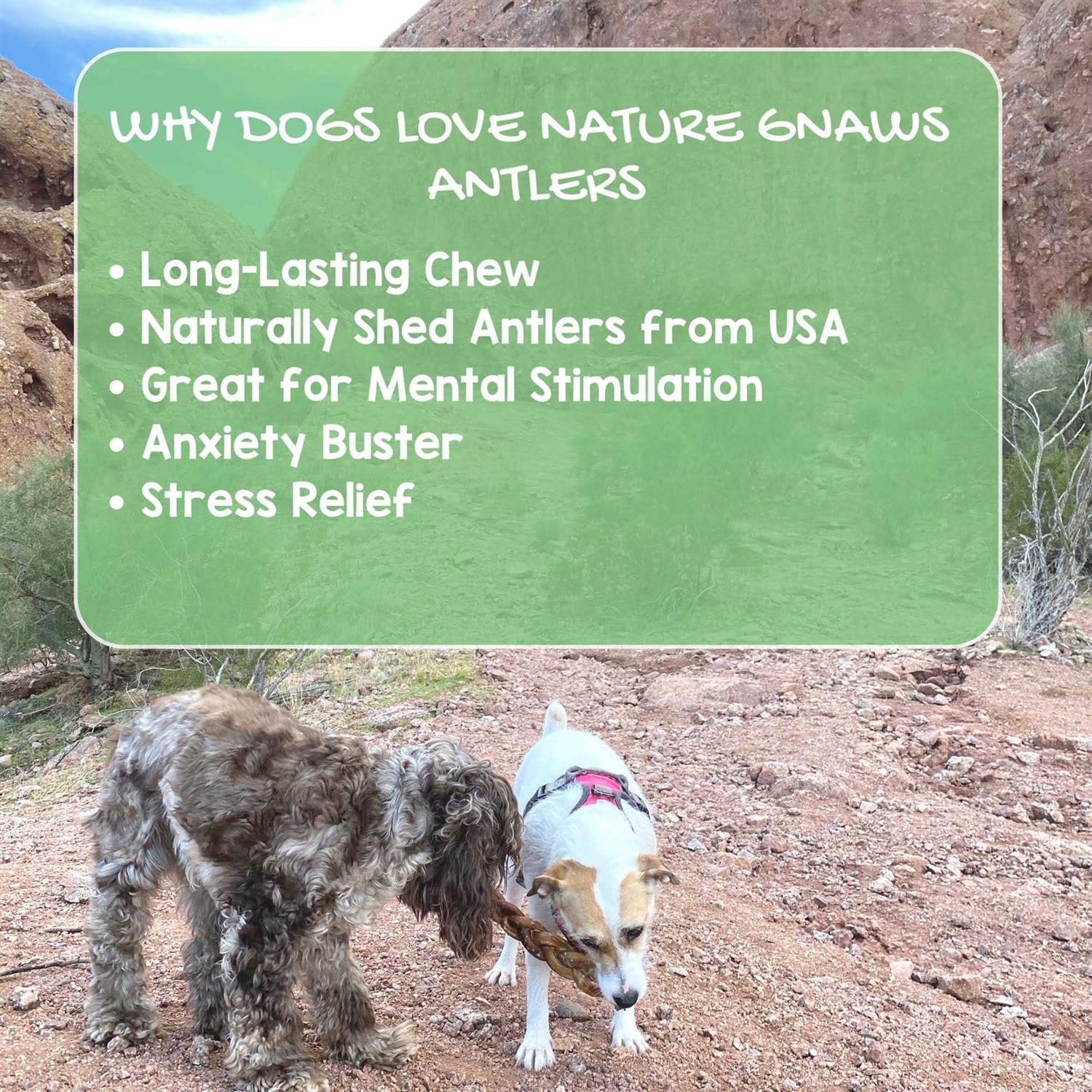 Nature Gnaws Elk Antlers for Large Dogs Premium Natural USA Antler - Image 3