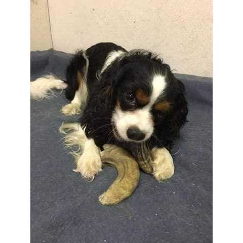 Icelandic+ Small Lamb Horn with Marrow Dog Chew - Image 5