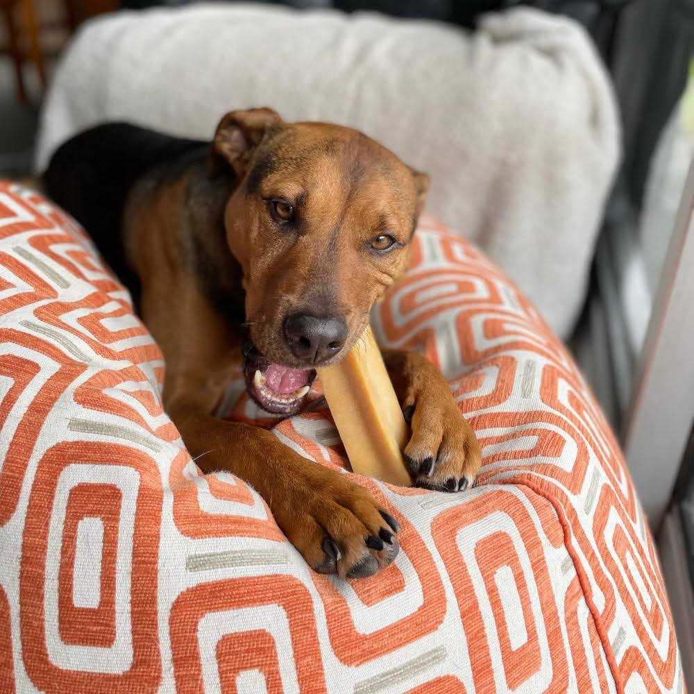 Yeti Dog Chew - Image 3