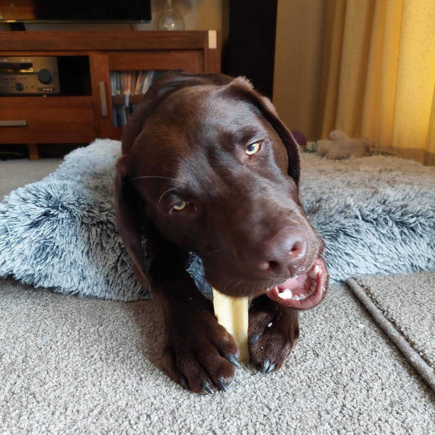 Yeti Dog Chew - Image 4