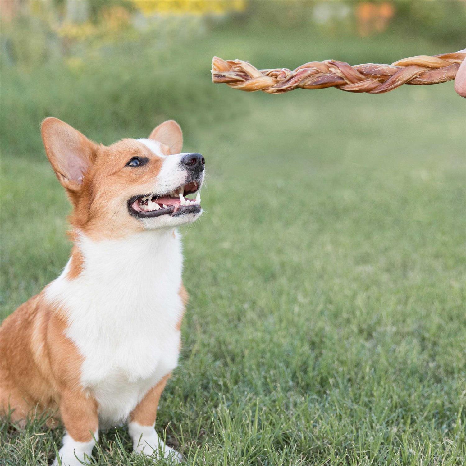 Nature Gnaws Braided Bully Sticks for Dogs Premium Natural Beef Bones - Image 3