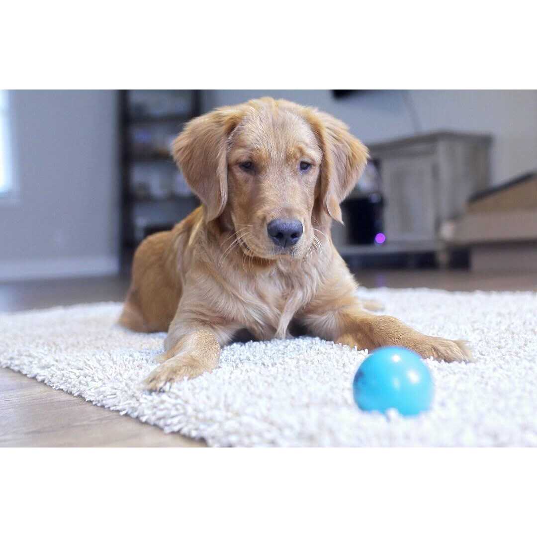 Pet Qwerks Talking Babble Ball Medium - Image 4