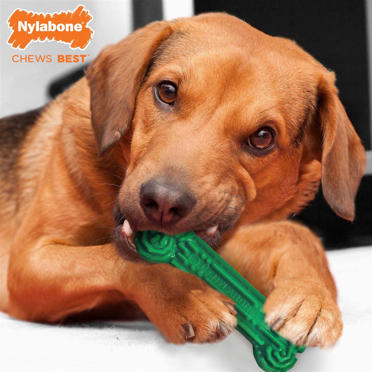 Nylabone Daily Dental Chew Toy - Image 3