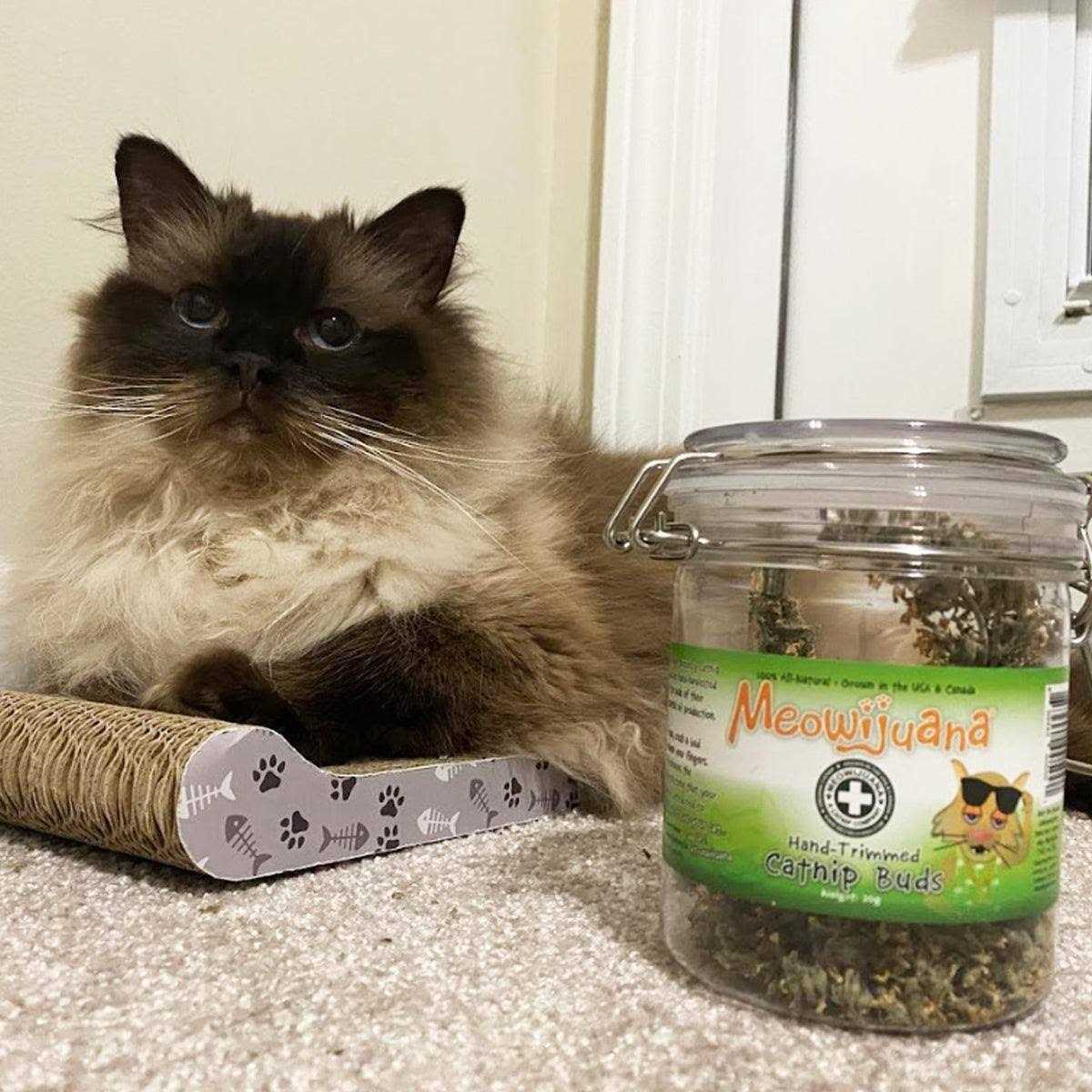 Meowijuana Catnip Buds - Image 4