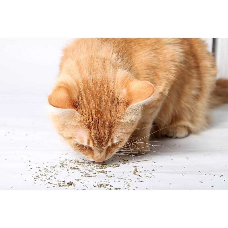 Cat Crack Catnip Blend Cats - Image 4