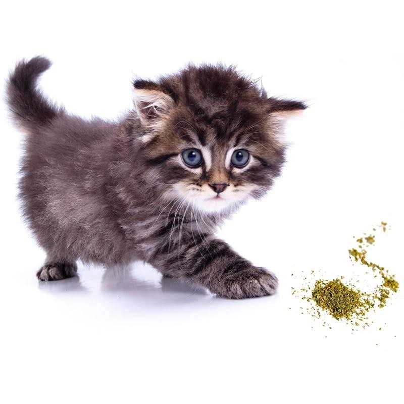 Cat Crack Catnip Blend Cats - Image 5